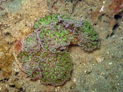 Fimbriaphyllia paraancora