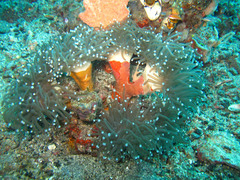 Euphyllia glabrescens