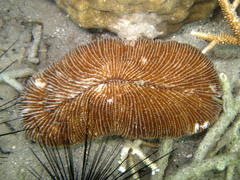 Ctenactis echinata
