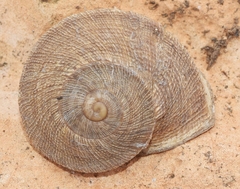 Iberus gualtieranus gualtieranus