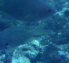 Chromis lubbocki
