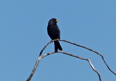Rhopospina carbonaria