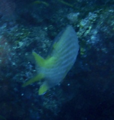 Chromis lubbocki
