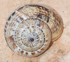 Xerosecta adolfi