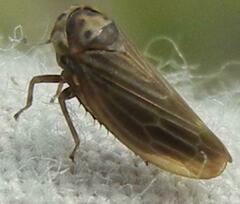 Agallia quadripunctata