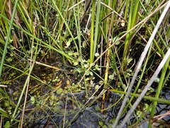 Epilobium chionanthum