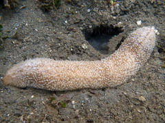 Herpolitha limax