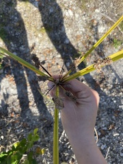 Cyperus ligularis