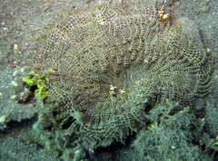 Heteractis aurora