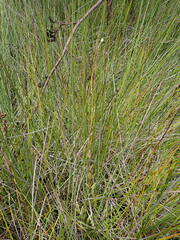 Epilobium chionanthum