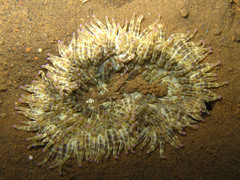 Heteractis aurora