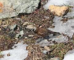 Leucosticte tephrocotis