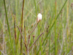 Epilobium chionanthum
