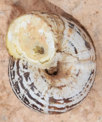 Xerosecta adolfi