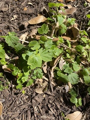 Rhynchosida physocalyx