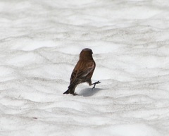 Leucosticte tephrocotis