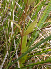 Epilobium chionanthum