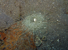 Heteractis aurora