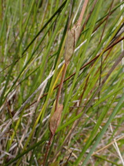 Epilobium chionanthum