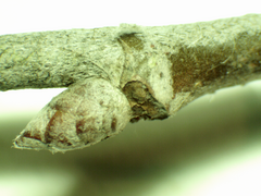 Populus