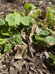 Rhynchosida physocalyx