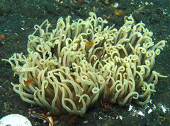Heteractis crispa