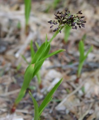 Luzula parviflora