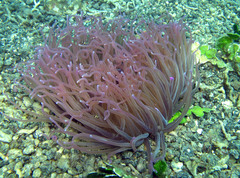 Heteractis crispa