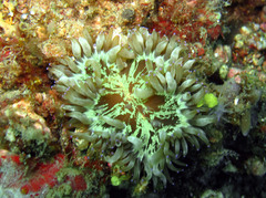 Heteractis malu