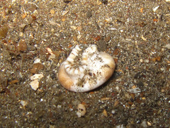 Heteropsammia cochlea