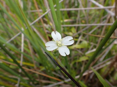 Epilobium chionanthum