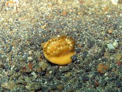 Heteropsammia cochlea