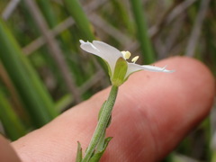 Epilobium chionanthum