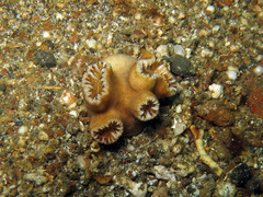 Heteropsammia cochlea