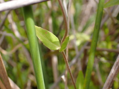 Epilobium chionanthum