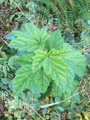Rubus parviflorus