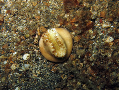 Heteropsammia cochlea