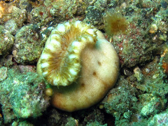 Heteropsammia cochlea