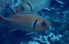 Myripristis jacobus