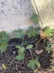 Geranium carolinianum