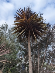 Cordyline australis