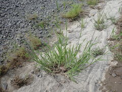 Digitaria aequiglumis