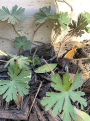 Geranium carolinianum