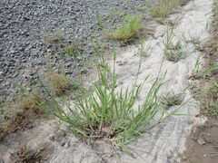 Digitaria aequiglumis