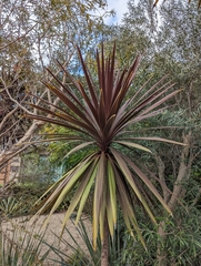 Cordyline australis