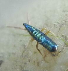 Lepidocyrtus paradoxus