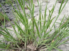 Digitaria aequiglumis