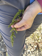 Echinochloa crus-galli