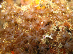 Clavularia