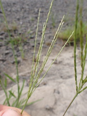Digitaria aequiglumis